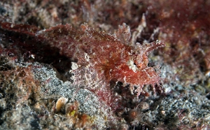 North Sulawesi-2018-DSC04776_rc-Scorpionfish undetermined